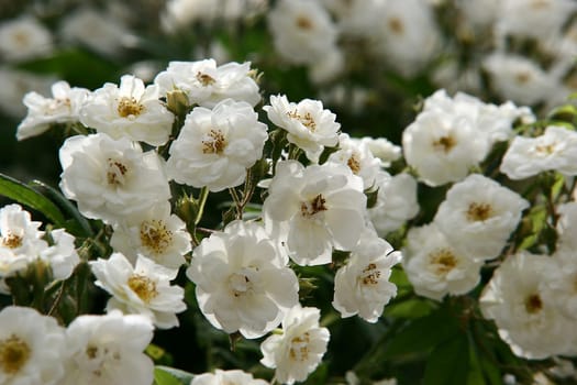 Rambling Rector Rambler rose