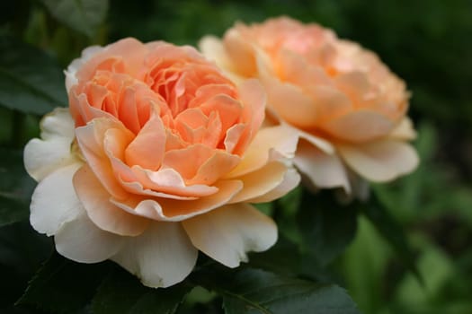 Roses