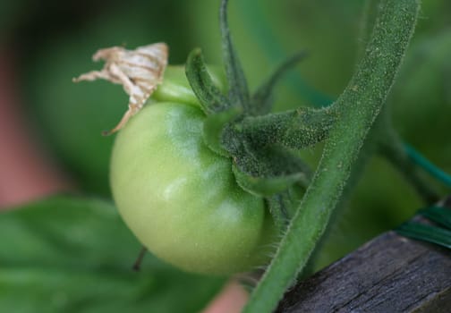 tomato