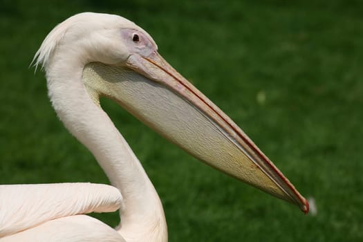 Eastern white pelican