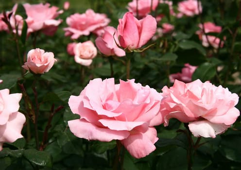Queen Elizabeth Rose Grandiflora