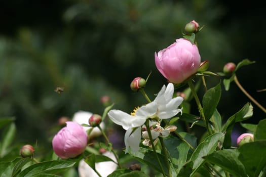Peony
