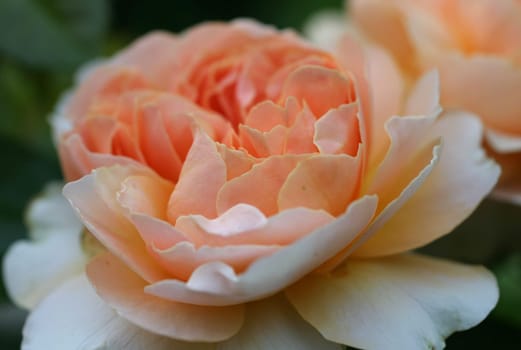 rose without hip without rosehip
