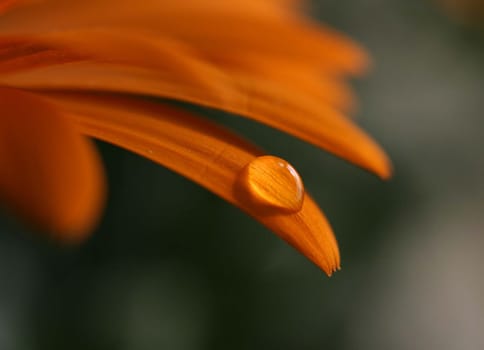 Gerbera