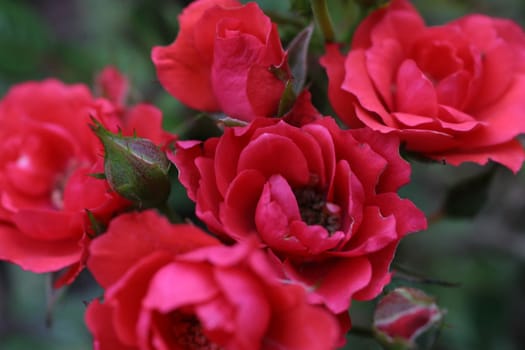rose without hip without rosehip
