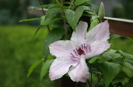 Clematis