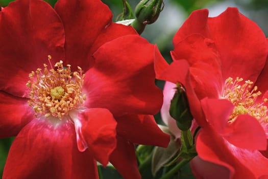 Rambler rose