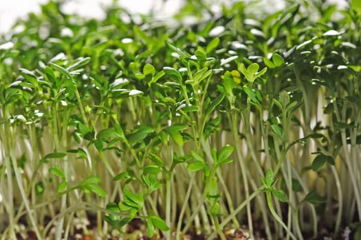 Cress
