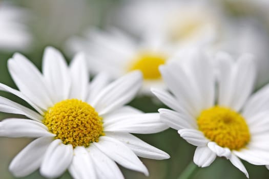 white daisies