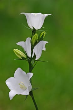 white bellflower