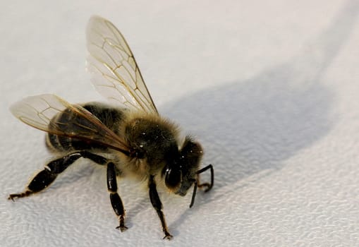 Maya the Bee