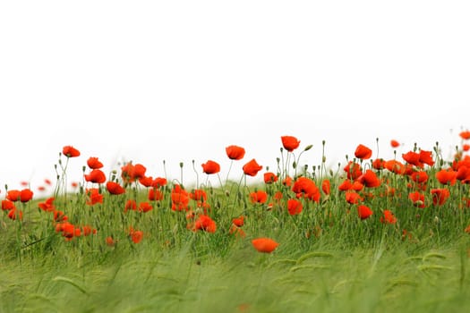 Poppy field