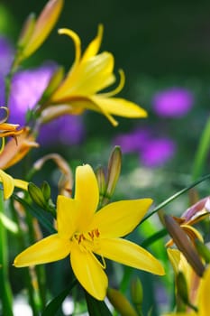 Summer colors