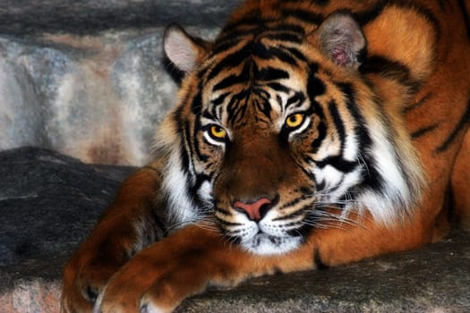 Beautiful Sumatran tiger lady