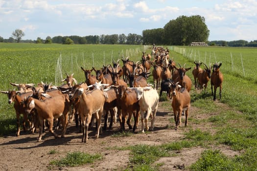 Goats in the herd