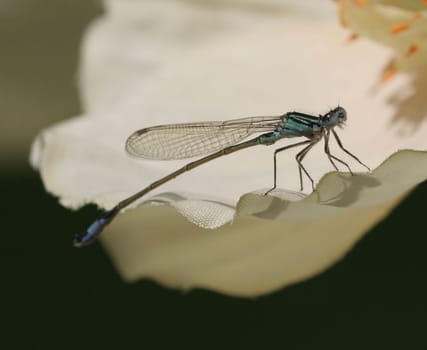 Dragonfly... 2