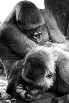 Sleeping gorillas