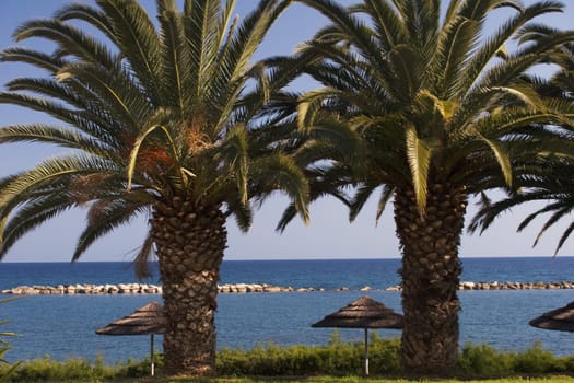 Holiday time: Palm time