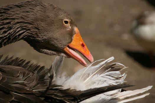 Greylag goose in plumage care