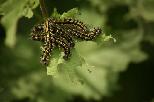 Caterpillars of the Little Fox (Nymphalis,urticae)