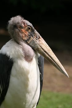 Character bird