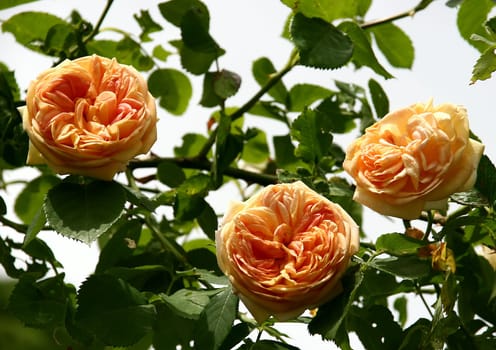 Alchymist Climbing rose 1956