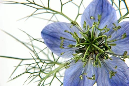 Nigella