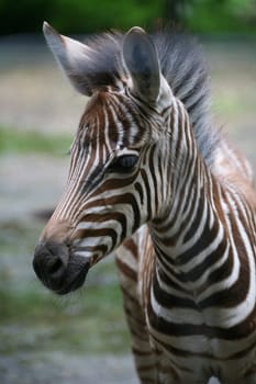 Portrait of a Grantzebra foal