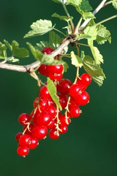 red currants
