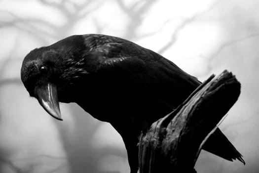 The Raven...