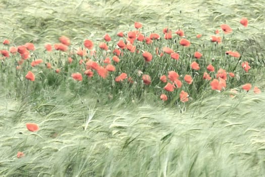 a slightly different poppy photo o) since there are already countless poppy photos available,I played a little with filters in PS and changed the photo to impressionistic. Takes some getting used to,but not unsightly,or what do you think? You're welcome