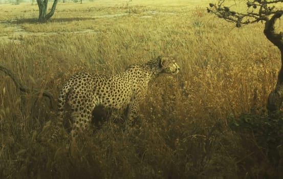 Serengeti Garden