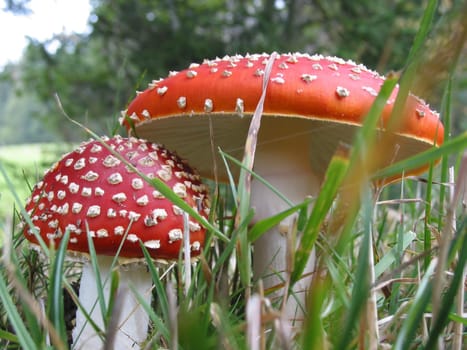 Toadstool Couple