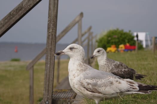 Young seagulls on the coast