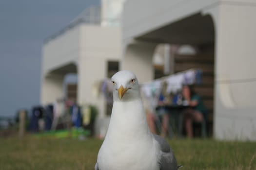 Seagull in civilization