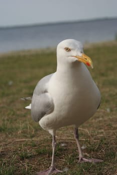 Seagull in a crooked state