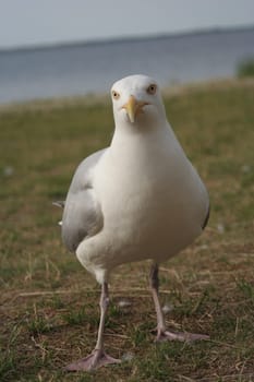 Seagull in the crooked state II