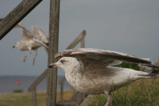 Young seagulls in the start