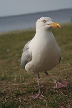 Seagull in the crooked state III