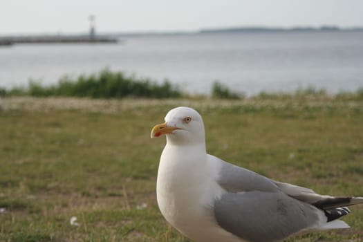 Seagull with harbour entrance in the background II