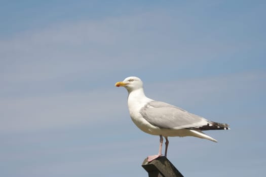 Seagull on stair railing II