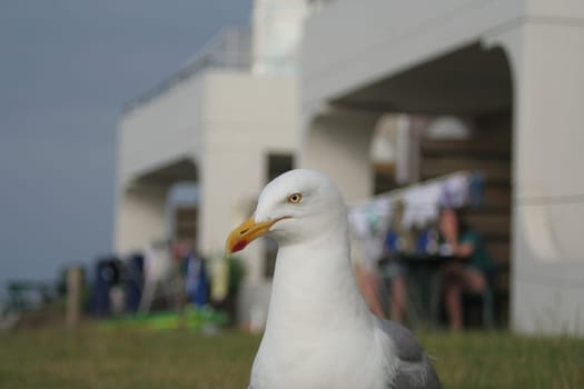 Seagull in Civilization II