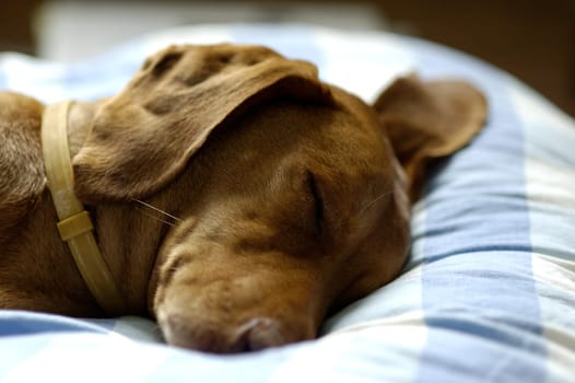 Sleeping dog