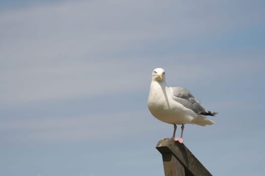 Seagull on stair railing III