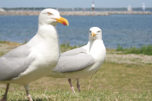 Two seagulls look at each other