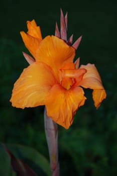 Canna indica
