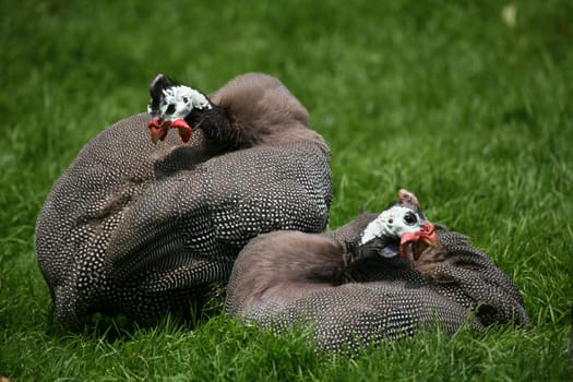 Well-fed helmeted guinea fowls