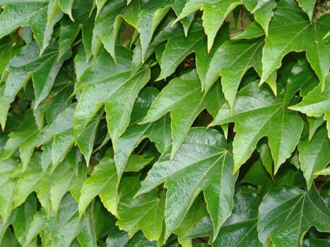 Vine leaves