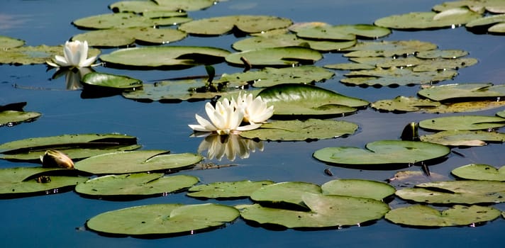 I'll give you a lake of roses...