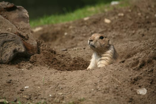 Cynomys ludovicianus in an animal park